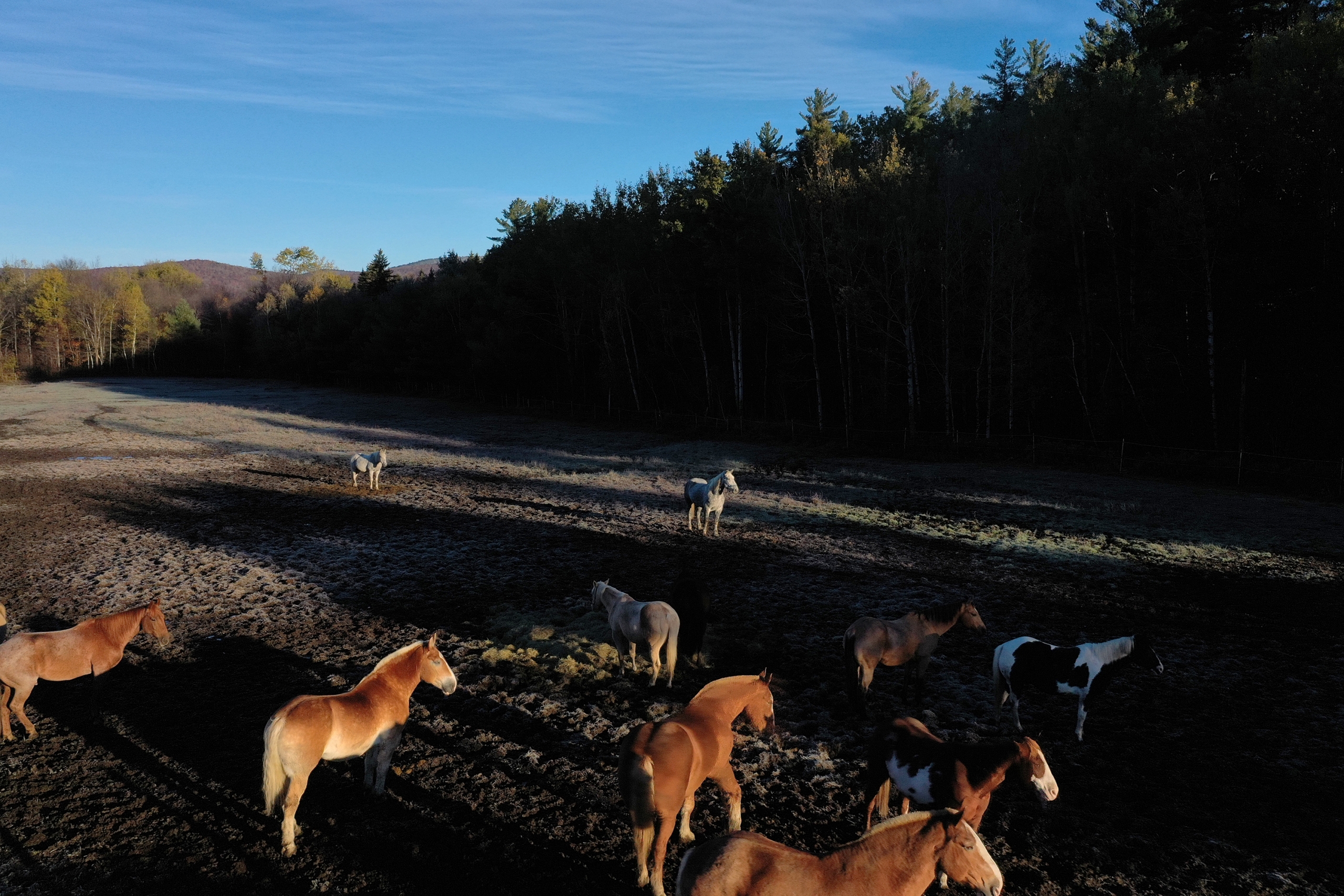 Horses at Omni Mount Washington Resort & Spa