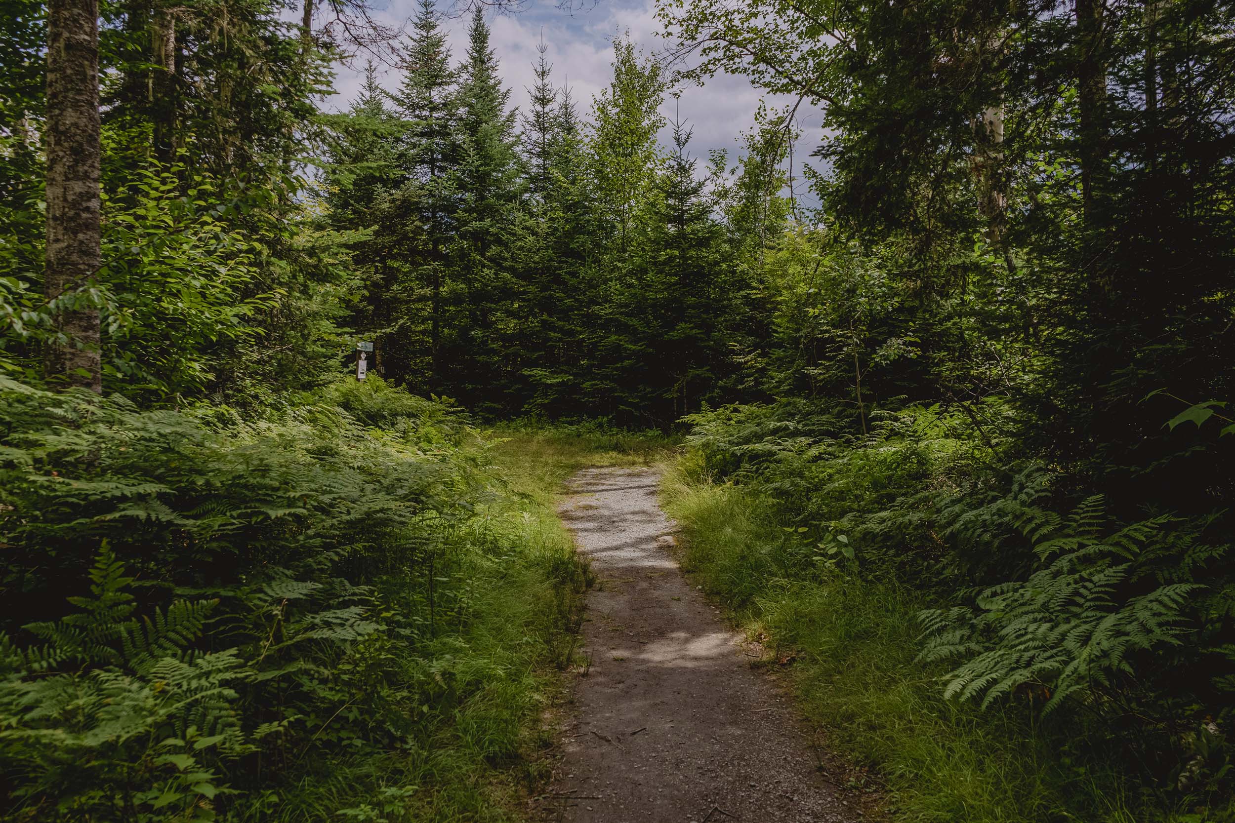 A hiking trail surrounded by trees at Bretton Woods in Summer.