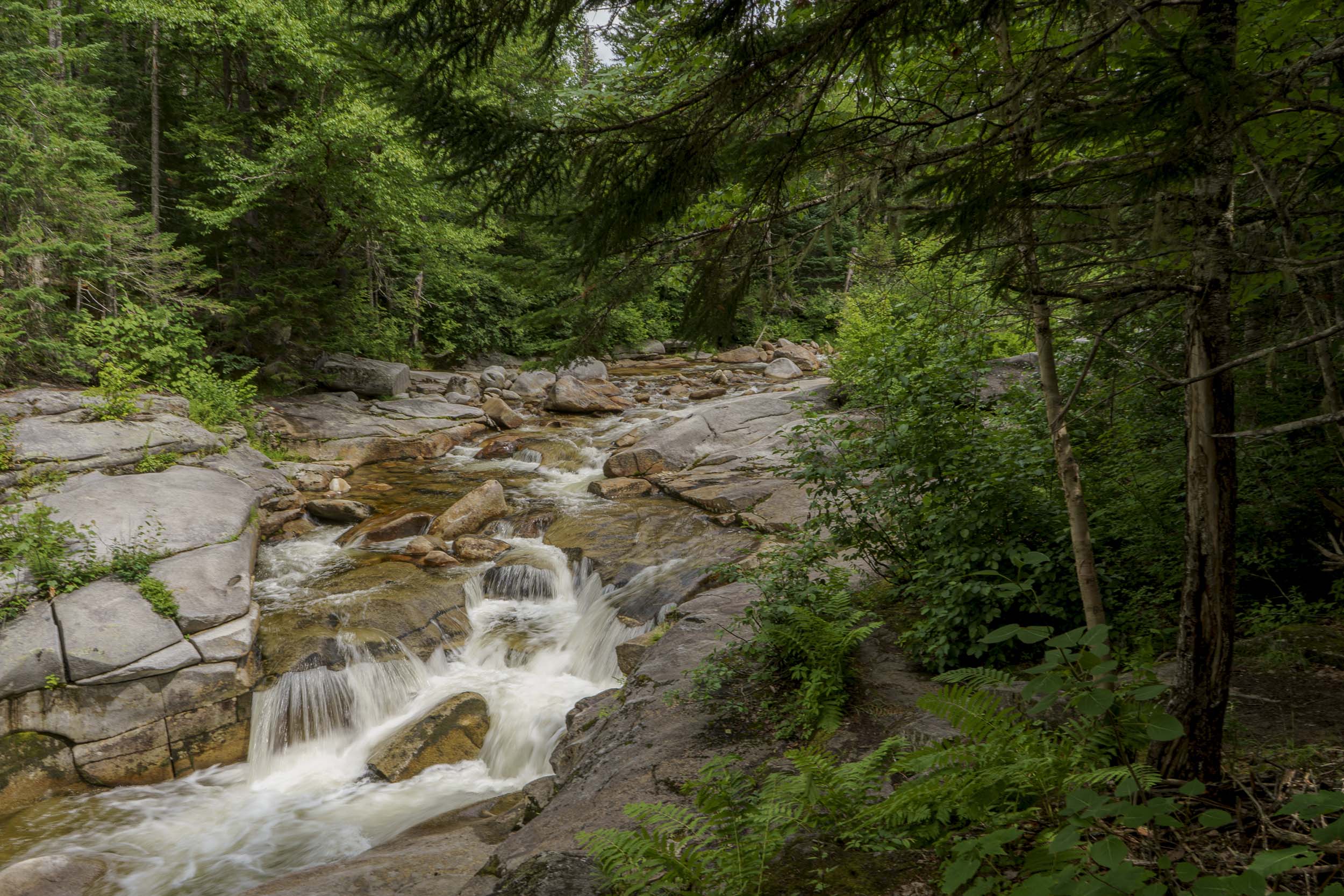 A river rushes down between the trees off a hiking trail in Bretton Woods.