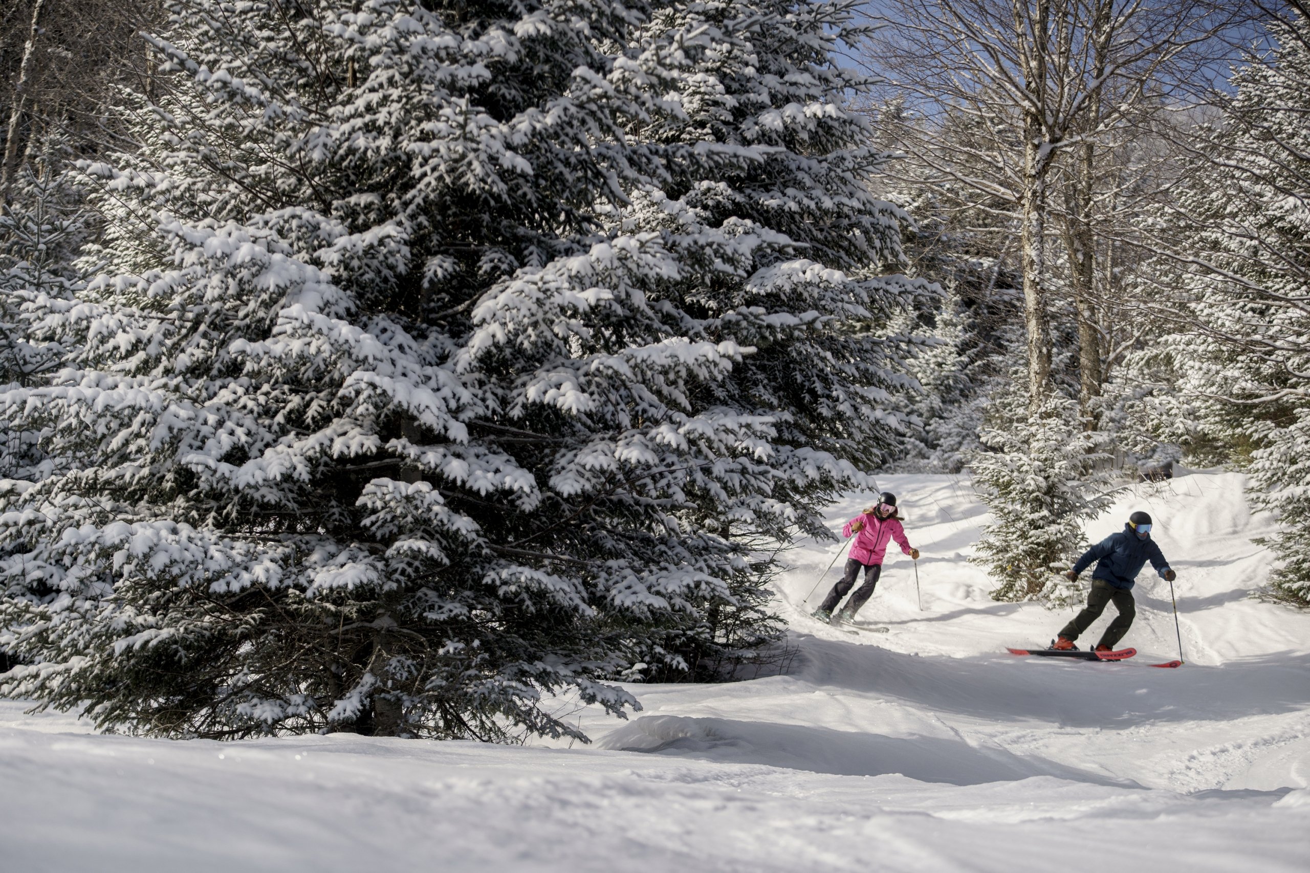 Two skiers navigate through trees in the glades at Bretton Woods