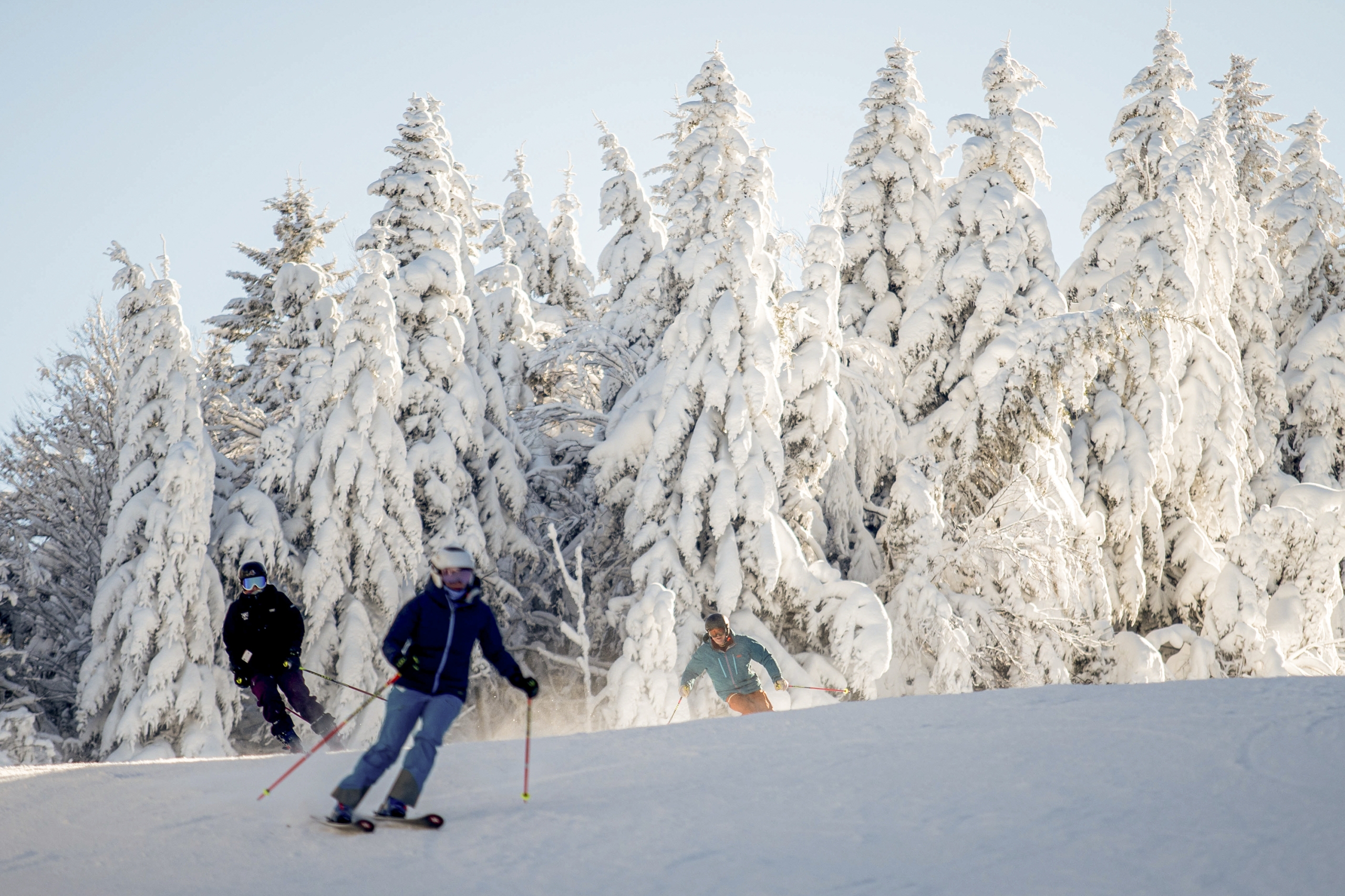 Three skiers carve down a snowy slope lined with tall evergreen trees covered in heavy snow at Bretton Woods.