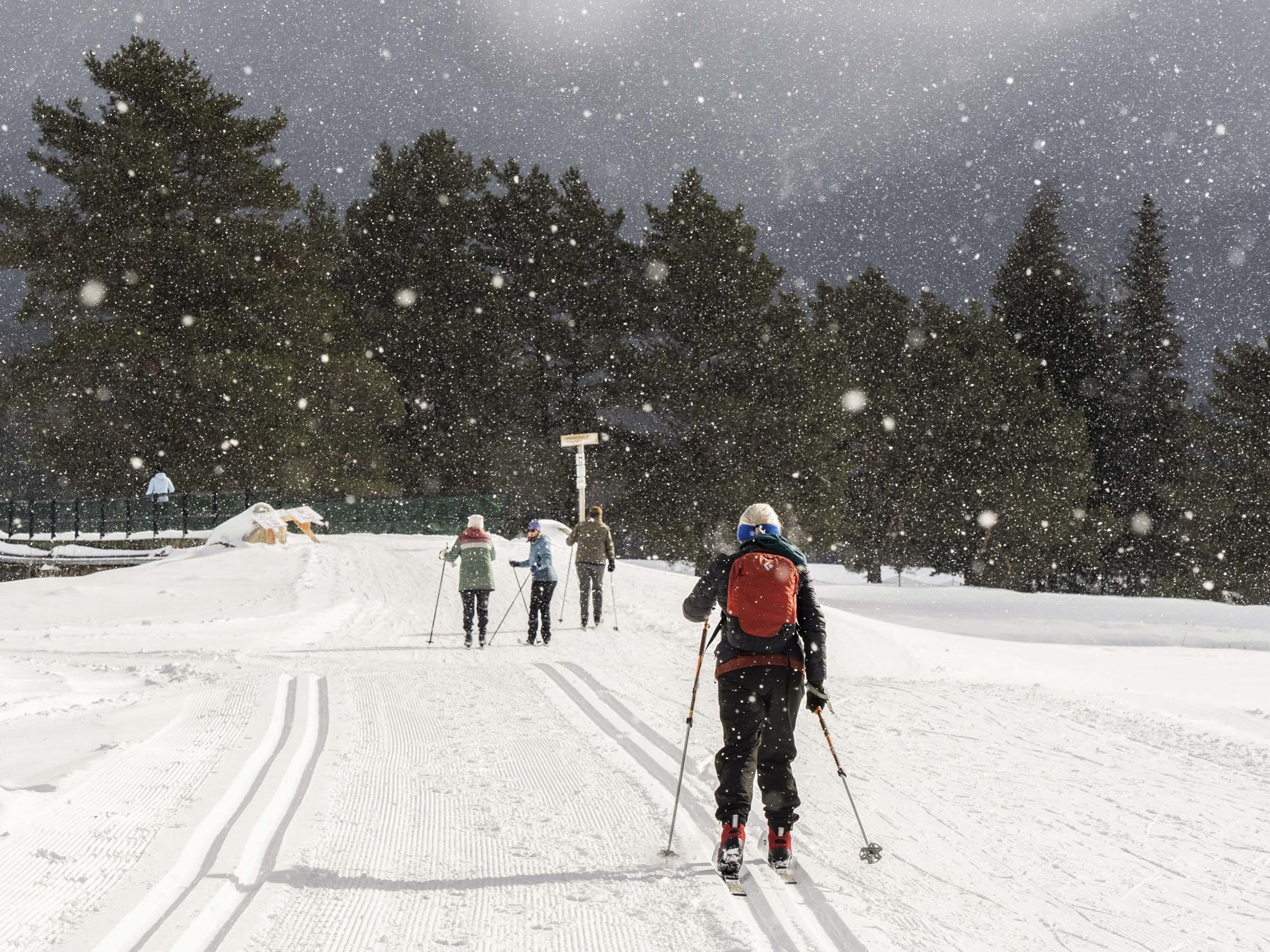 A group of four people cross-country ski away from the camera on a groomed track at Bretton Woods.