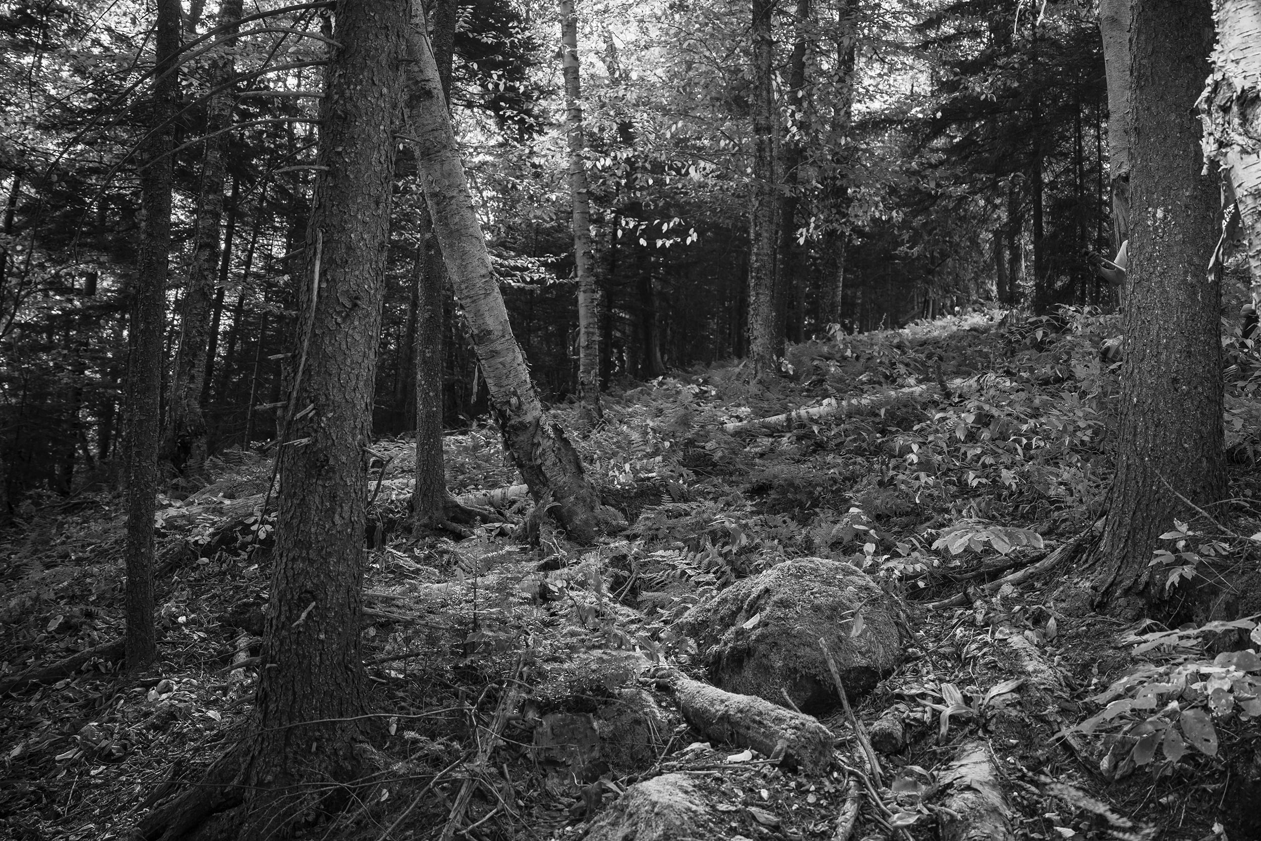 Bretton Woods Ski Area Trail Crew working in the woods to maintain trails in New Hampshire