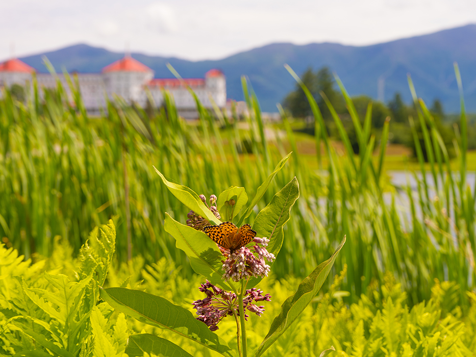 Flowers, butterflies, and relaxing mountain vistas. We'll see you soon.